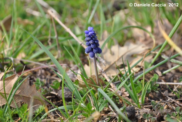 Muscari neglectum Guss. ex Ten.